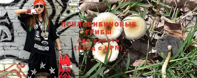 Псилоцибиновые грибы Psilocybine cubensis  где можно купить   Нововоронеж 